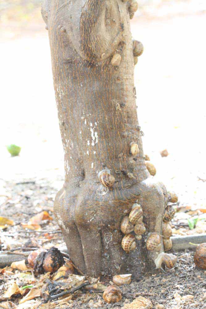            Bark (Riverside, CA)   